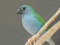 hen Tricolor parrot finch